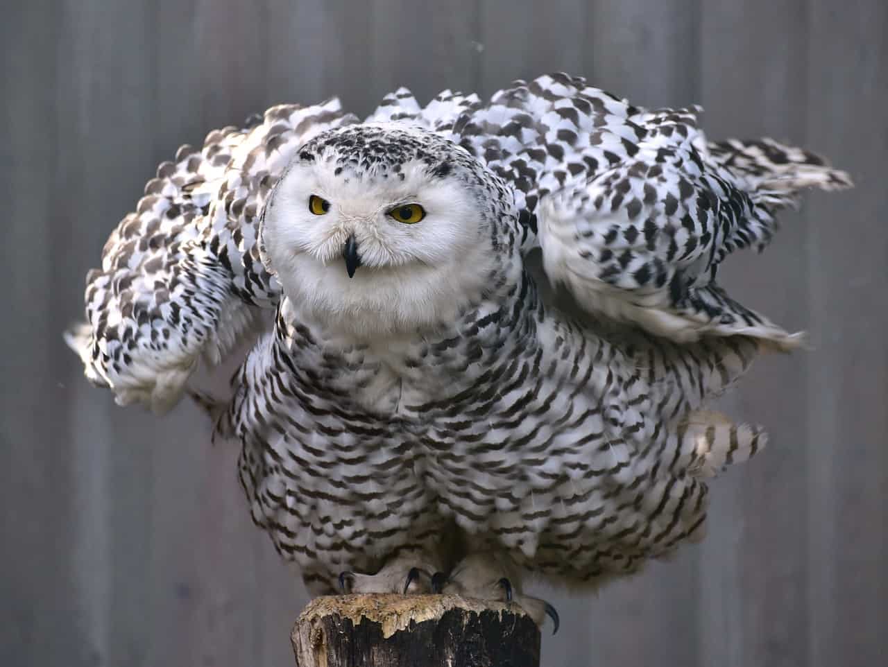 owl-727586_1280
